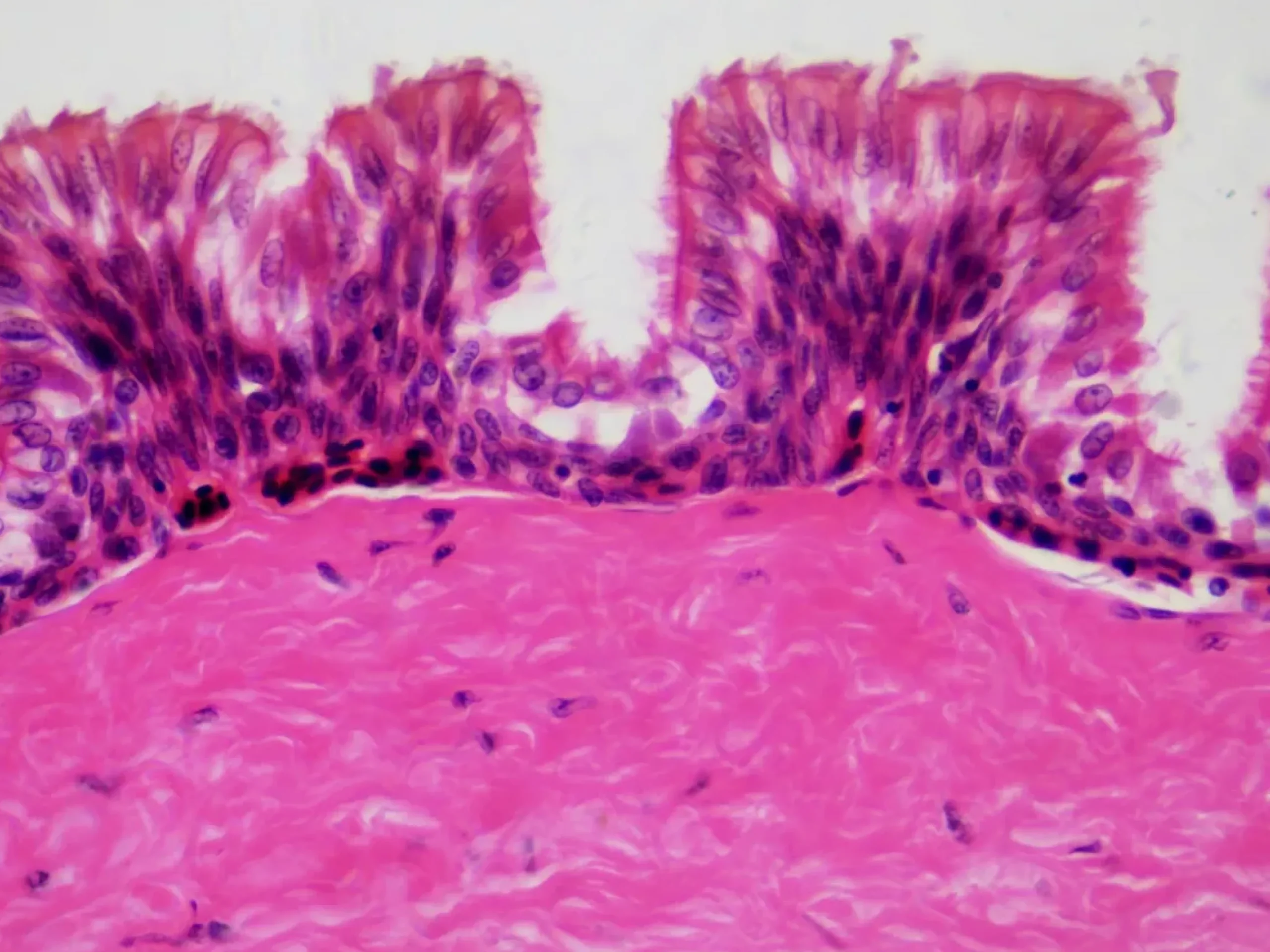 Bresser Dauerpräparate>Dauerpräparate: Histologie