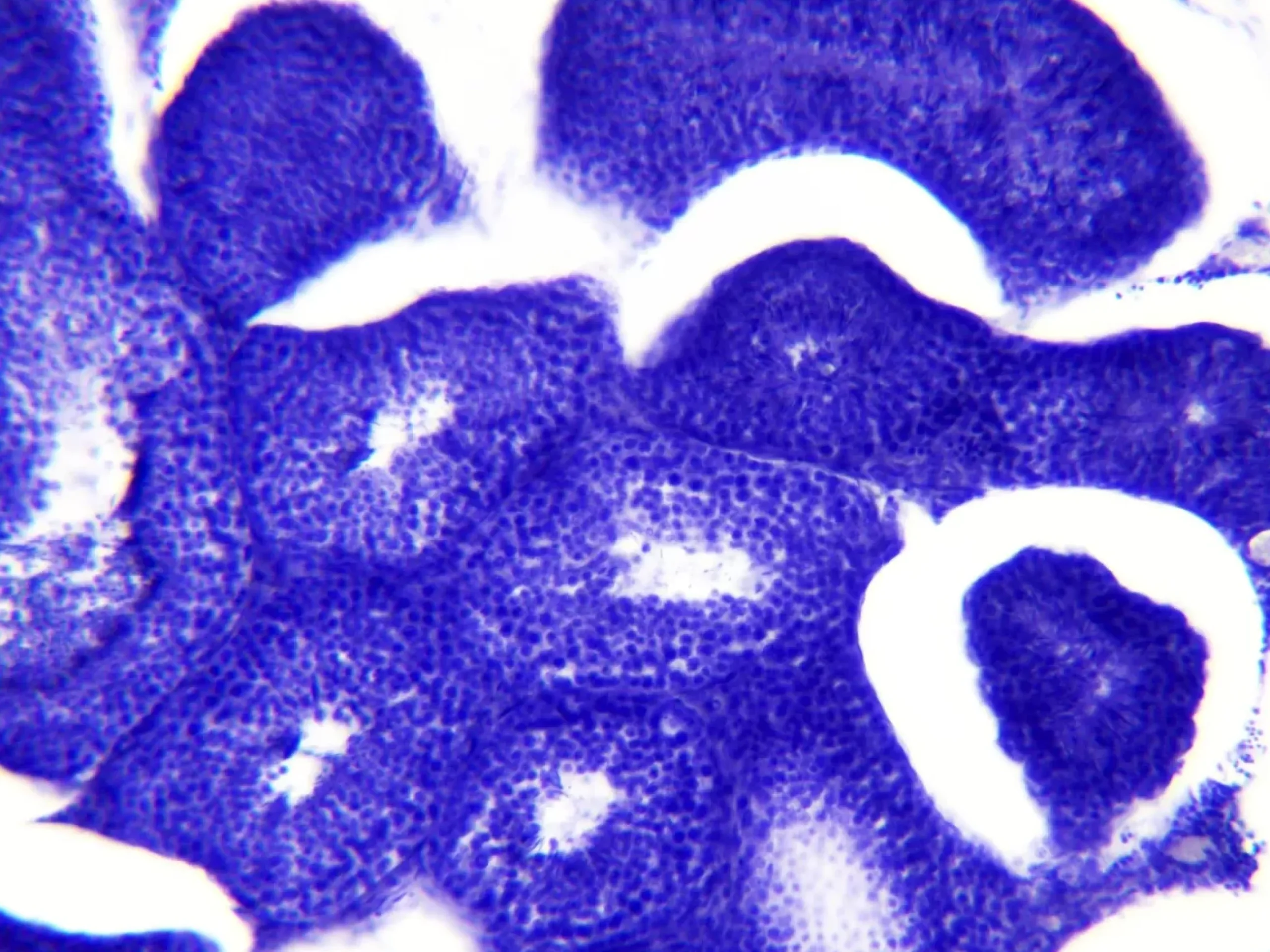 Bresser Dauerpräparate>Dauerpräparate: Histologie