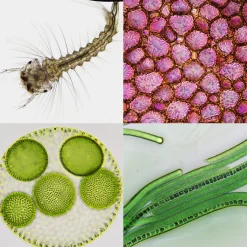 Bresser Durchlichtmikroskope|Labormikroskope><noscript><img width=